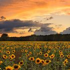 Sonnenblumen - Panorama 2