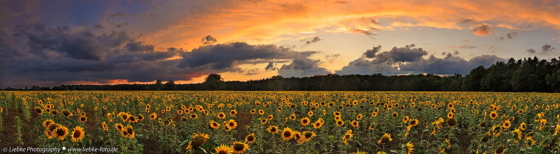 Sonnenblumen - Panorama 2