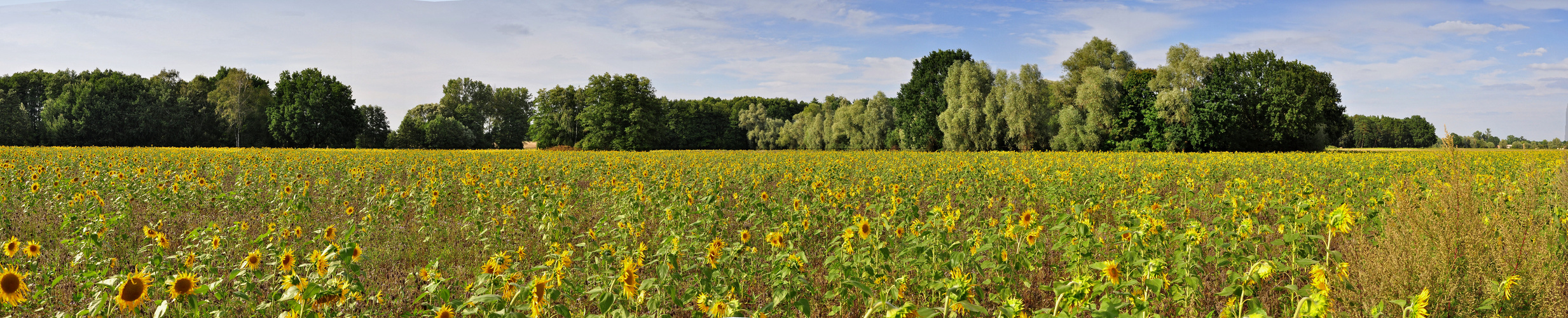 Sonnenblumen-Panorama..... 