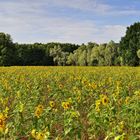 Sonnenblumen-Panorama..... 