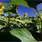 Sonnenblumen Panorama