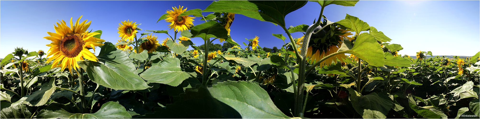 Sonnenblumen Panorama