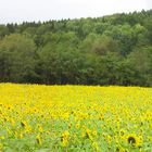 Sonnenblumen panorama