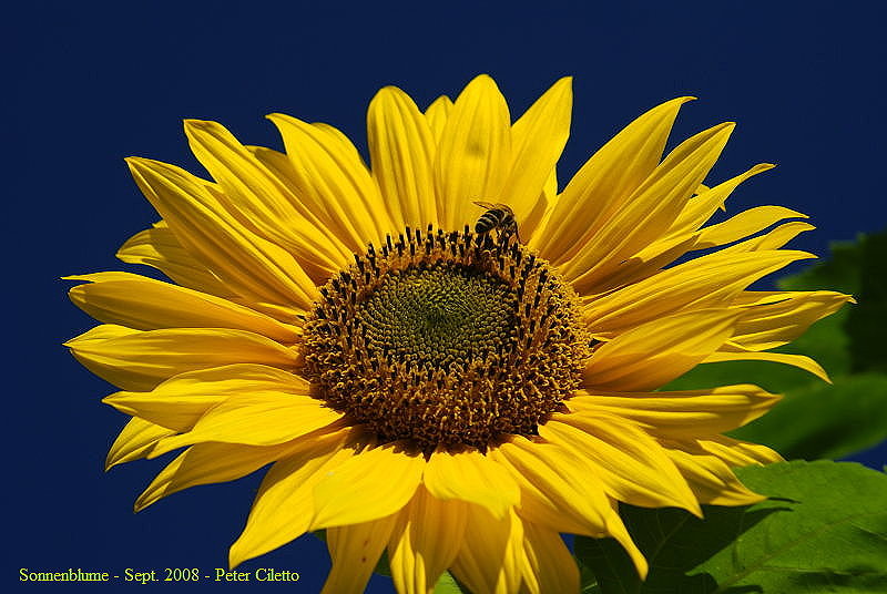 Sonnenblumen - Phantasieland