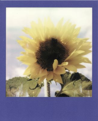 Sonnenblumen-Polaroid