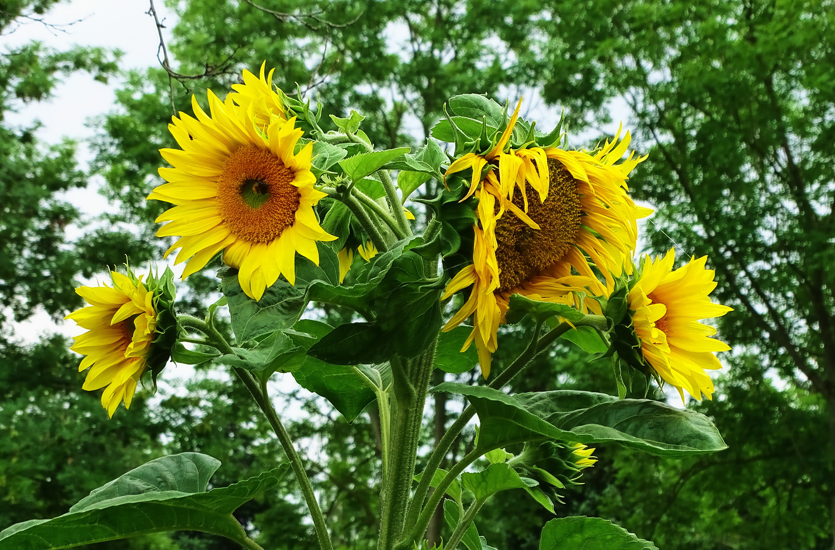 Sonnenblumen-Quartett