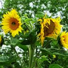 Sonnenblumen-Quartett