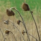 Sonnenblumen - Reste aus dem Vorjahr