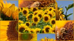 Sonnenblumen Sammlung