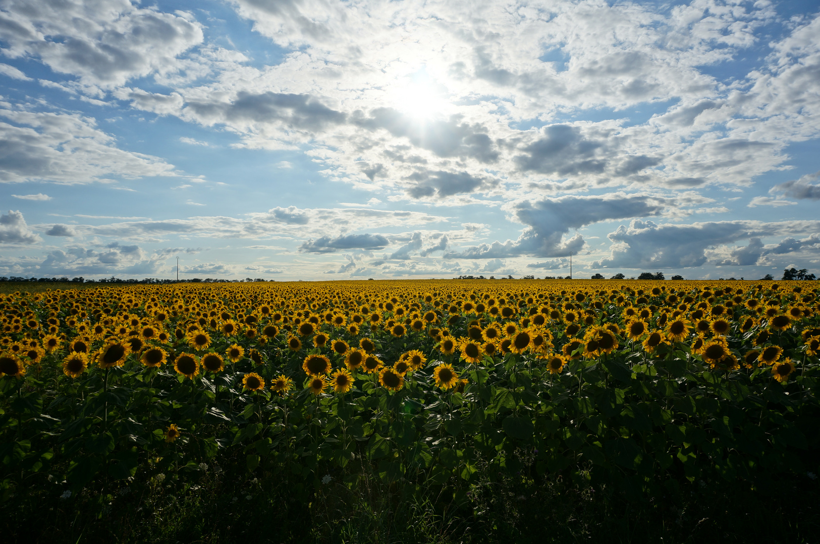 Sonnenblumen schauen gar nicht zur Sonne