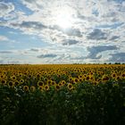 Sonnenblumen schauen gar nicht zur Sonne