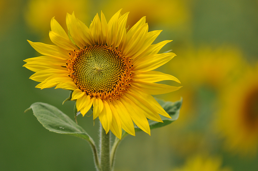 Sonnenblumen – Schönheit