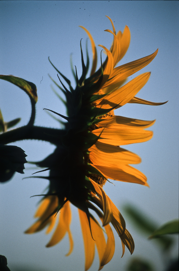 Sonnenblumen-Sommer