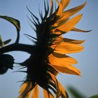 Sonnenblumen-Sommer