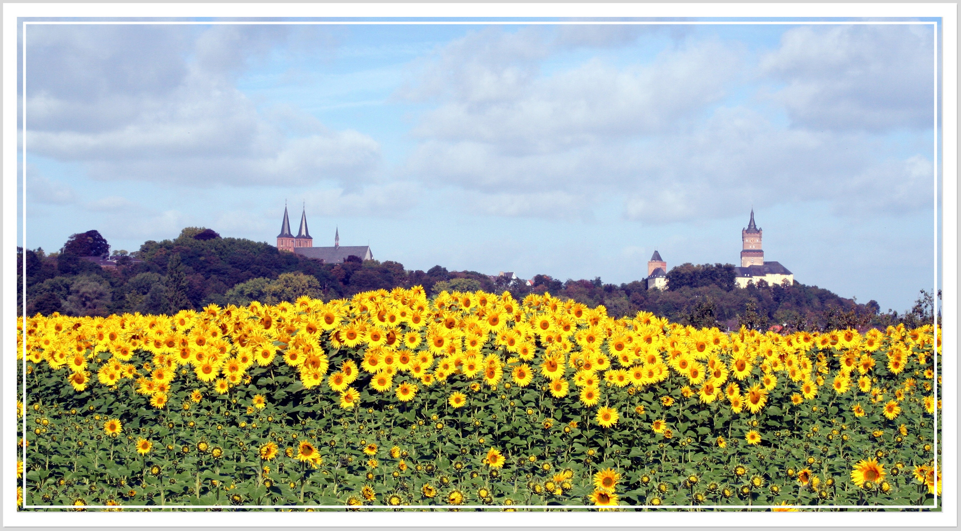 Sonnenblumen-Sommer