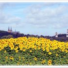 Sonnenblumen-Sommer