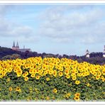 Sonnenblumen-Sommer