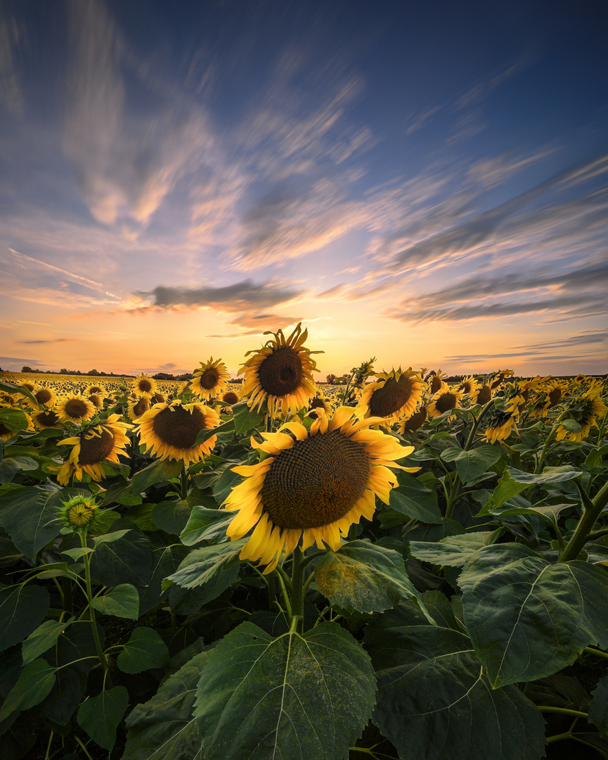 Sonnenblumen..... Sonnenuntergang 