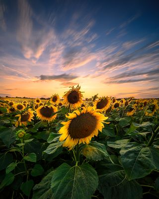 Sonnenblumen..... Sonnenuntergang