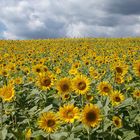 Sonnenblumen, soweit das Auge reicht