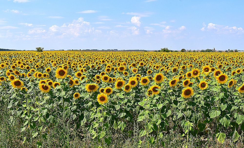 Sonnenblumen, soweit das Auge reicht