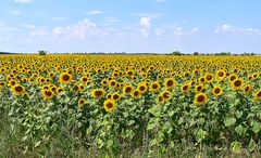 Sonnenblumen, soweit das Auge reicht