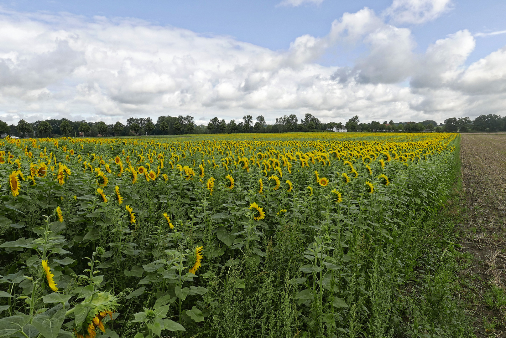 Sonnenblumen - soweit das Auge reicht!