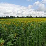 Sonnenblumen - soweit das Auge reicht!