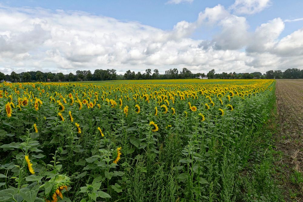 Sonnenblumen - soweit das Auge reicht!