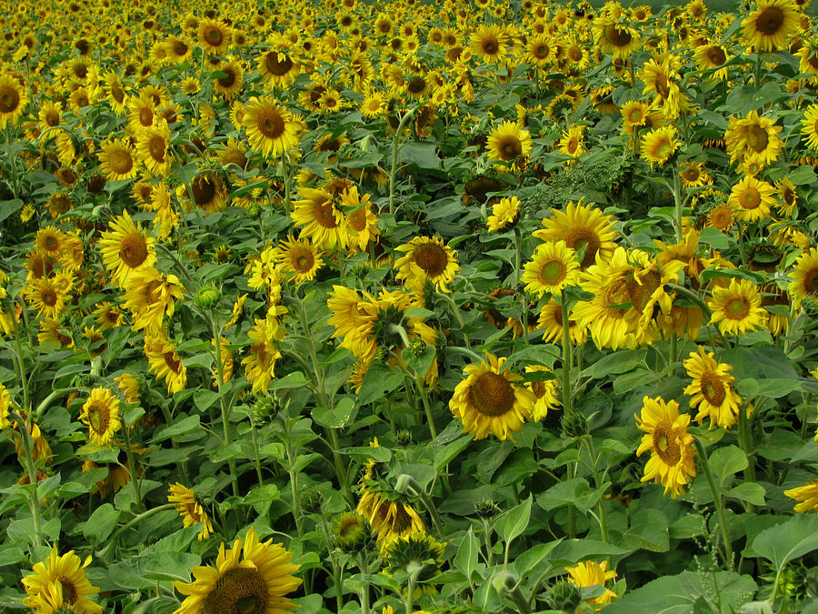 Sonnenblumen, soweit das Auge reicht...