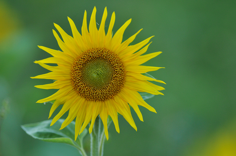 Sonnenblumen – Strahlen gegen das Vergessen