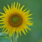 Sonnenblumen – Strahlen gegen das Vergessen