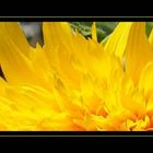 Sonnenblumen-Strip
