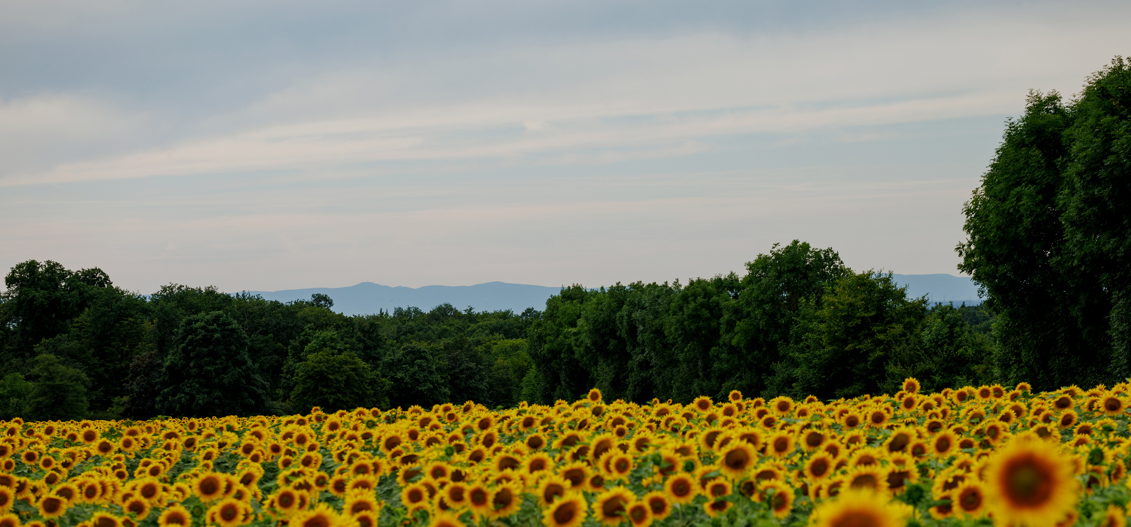 Sonnenblumen Stufenbild