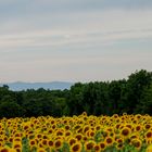 Sonnenblumen Stufenbild