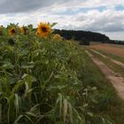 Sonnenblumen Sudangrasfeld