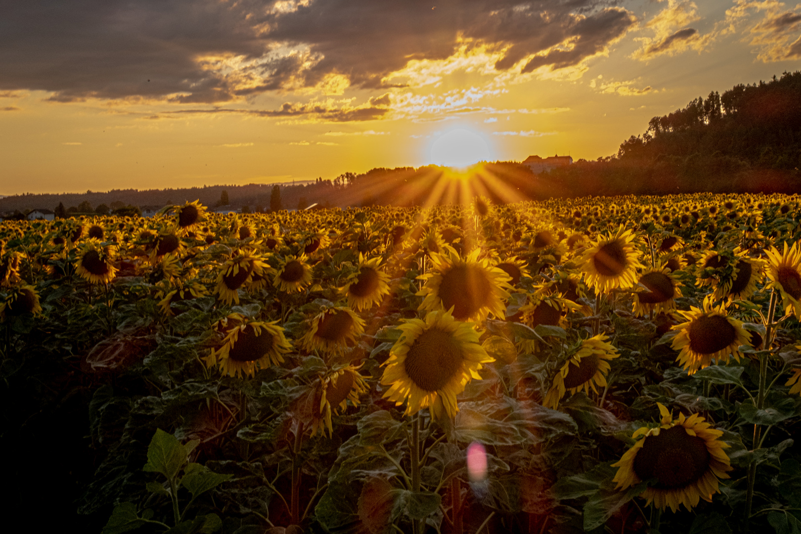 Sonnenblumen Sunset