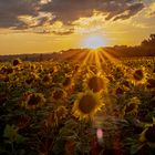 Sonnenblumen Sunset