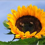 Sonnenblumen - Teller