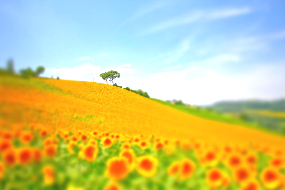 Sonnenblumen Tilt&Shift