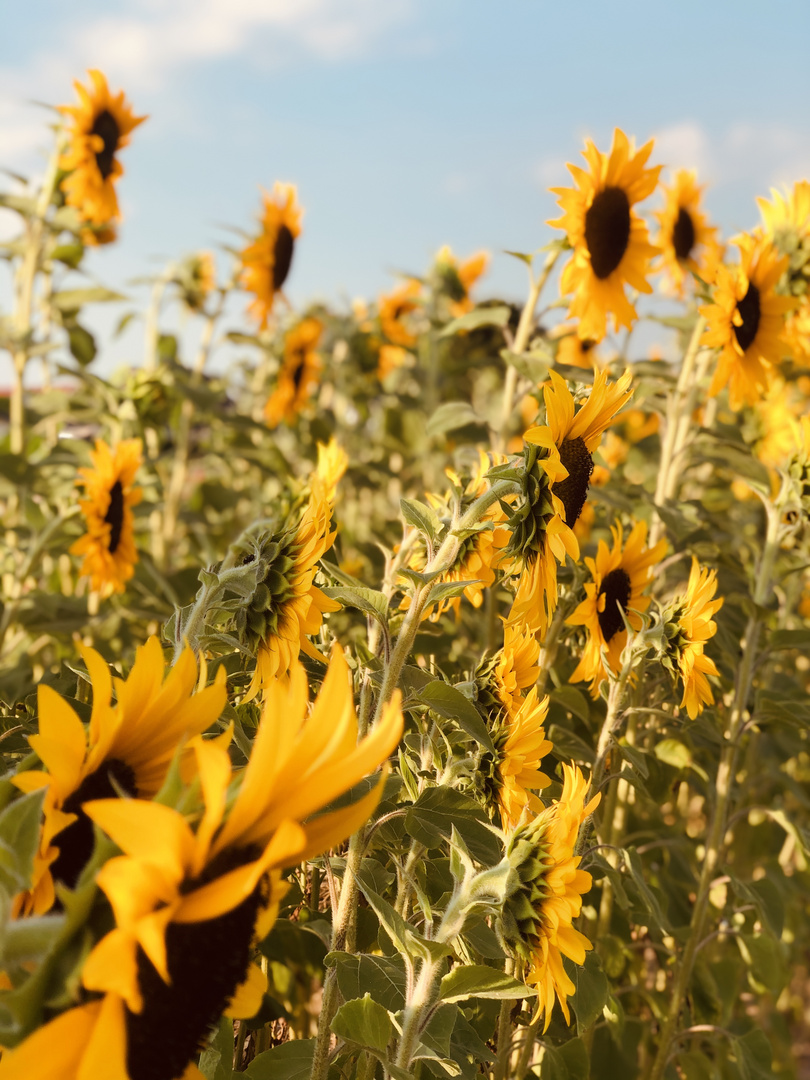 Sonnenblumen to go 