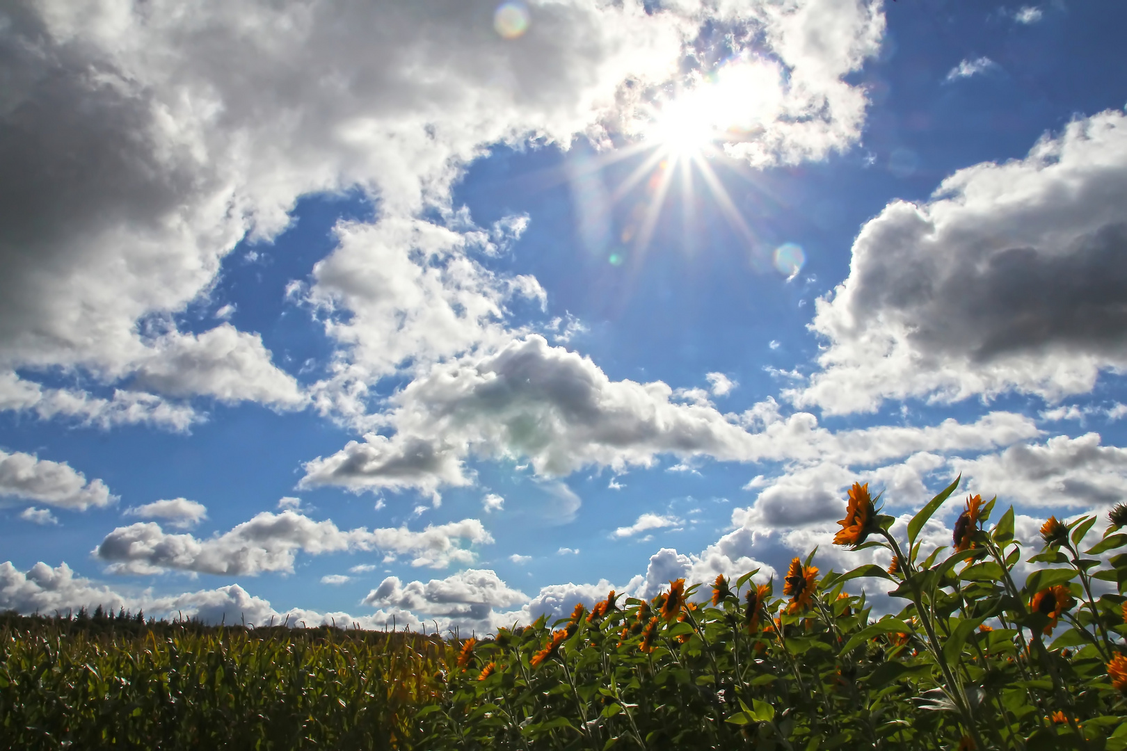 Sonnenblumen treffen Mais