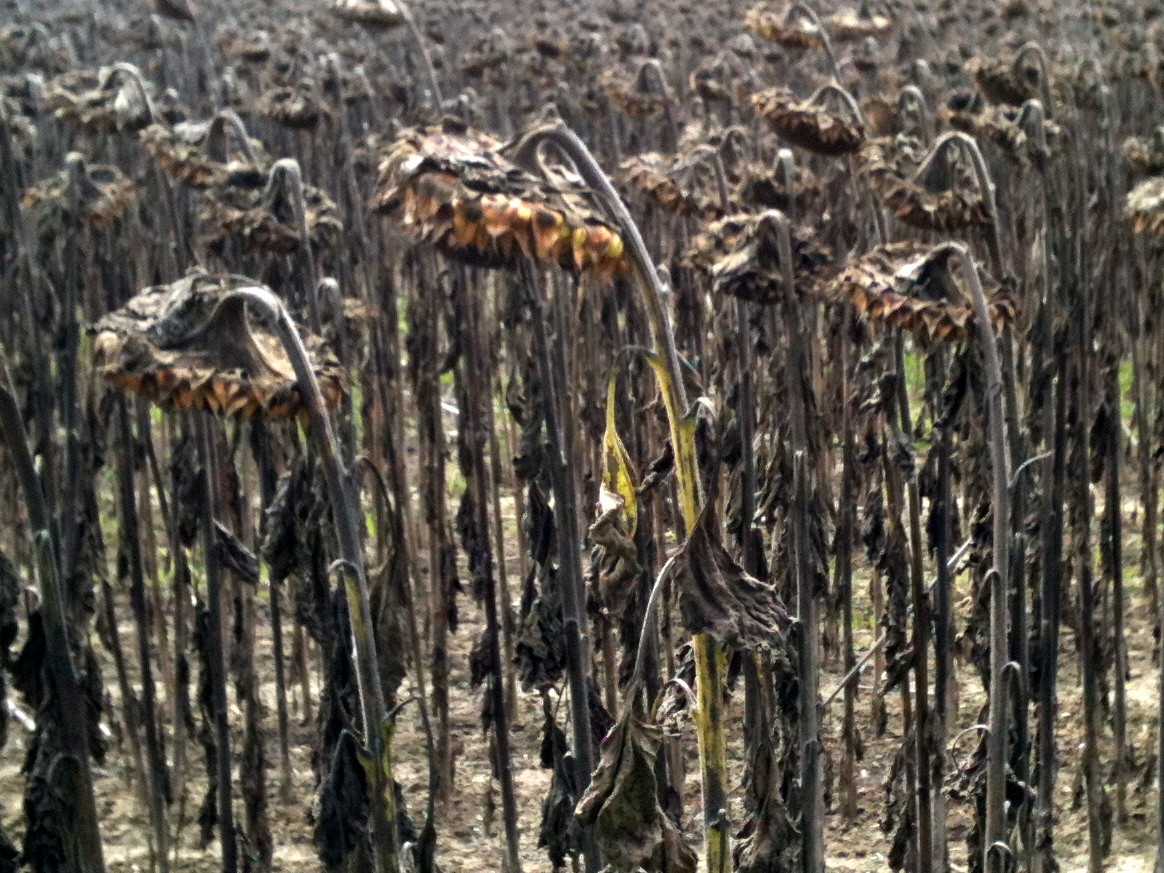 Sonnenblumen - Tristesse