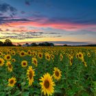 Sonnenblumen überall