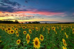 Sonnenblumen überall