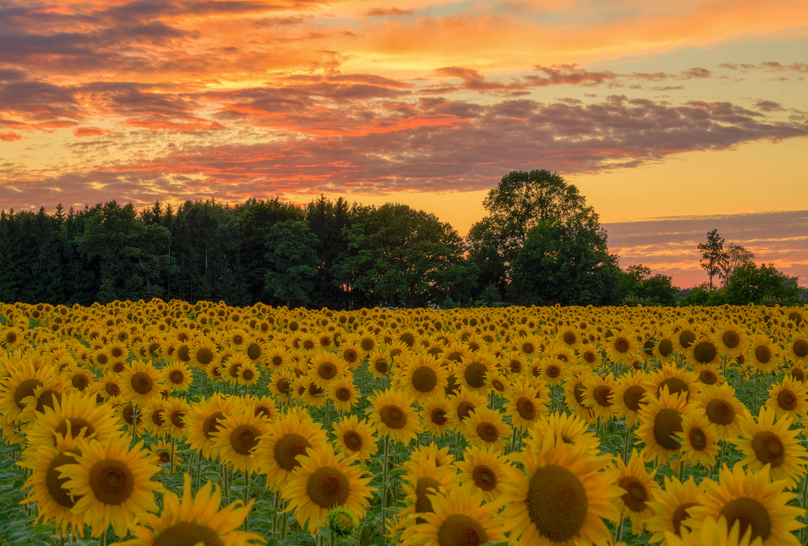 Sonnenblumen überall