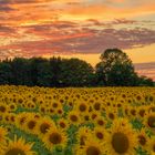 Sonnenblumen überall