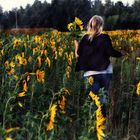 Sonnenblumen, überall!