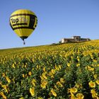 Sonnenblumen und Ballonfahren in Umbrien