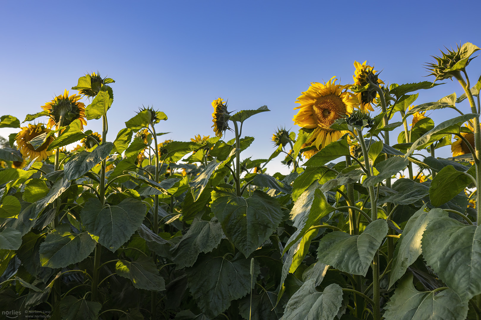 Sonnenblumen und blauer Himmel